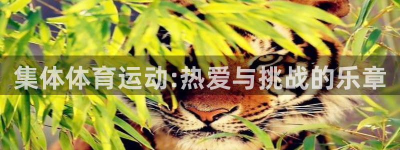 球王会体育：集体体育运动:热爱与挑战的乐章